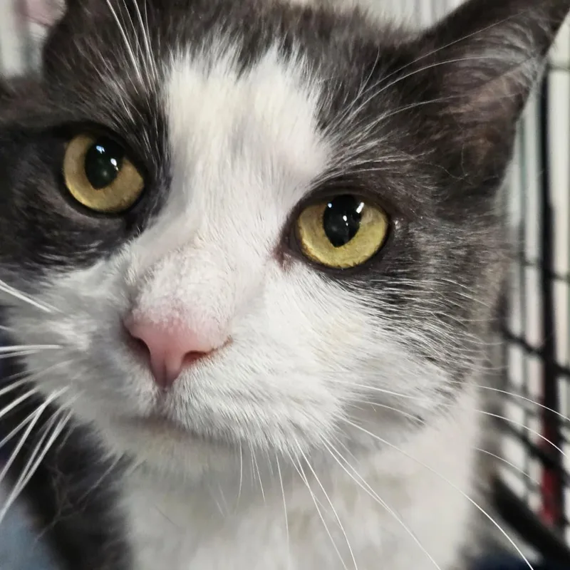 A senior large-sized male Domestic Short Hair cat named Pete for adoption in Altoona, PA