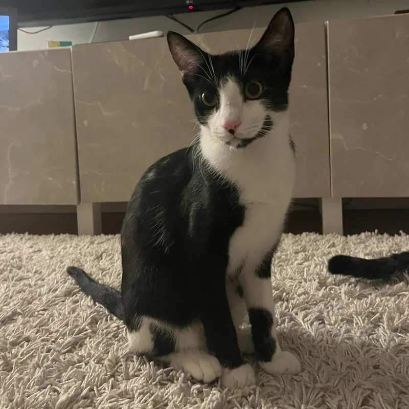 A baby medium-sized female American Shorthair cat named Luna and Samantha for adoption in New York, NY