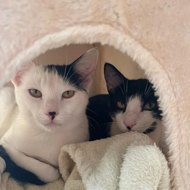 Luna and Samantha thumbnail 5