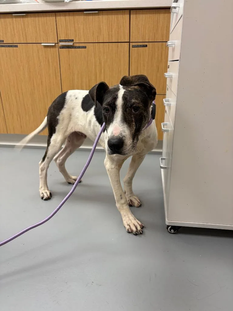 A baby medium-sized male Greyhound dog named Gus for adoption in Hartsville, SC