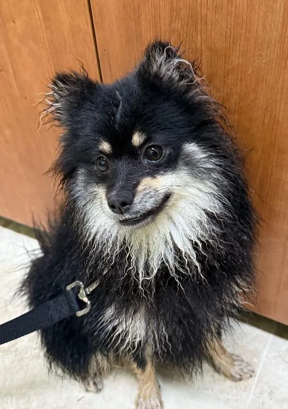 A young small-sized male Black Mixed Breed dog named Sarge for adoption in Cincinnati, OH