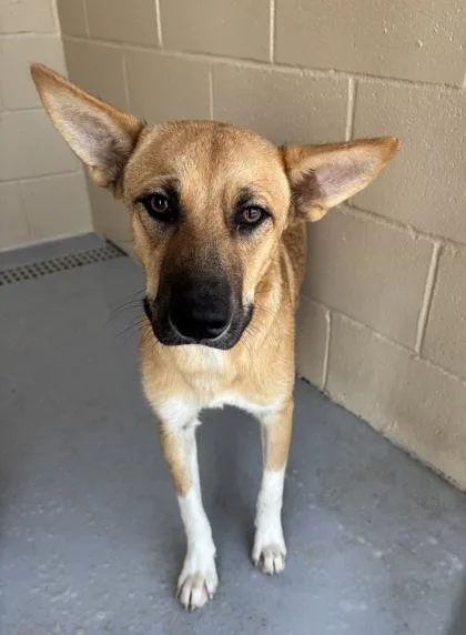 An adult medium-sized male Apricot / Beige Shepherd dog named Halo for adoption in Harlingen, TX