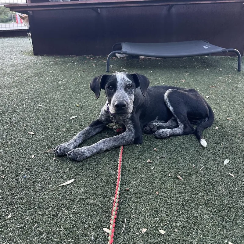 A young medium-sized female Black Mixed Breed dog named Mazzy Star for adoption in Austin, TX