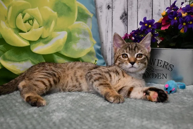 A baby small-sized female Domestic Short Hair cat named Velma for adoption in Roanoke, TX