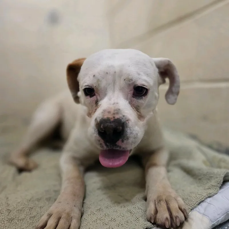 An adult medium-sized female White / Cream Mixed Breed dog named Edna for adoption in Charleston, WV