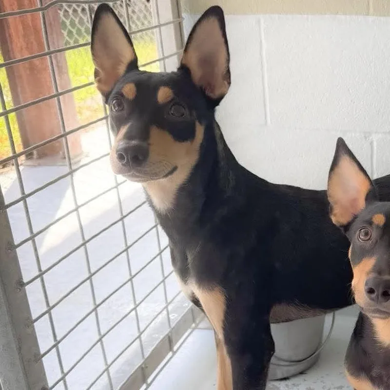 A young medium-sized male Black Chihuahua dog named Boot for adoption in Bastrop, TX