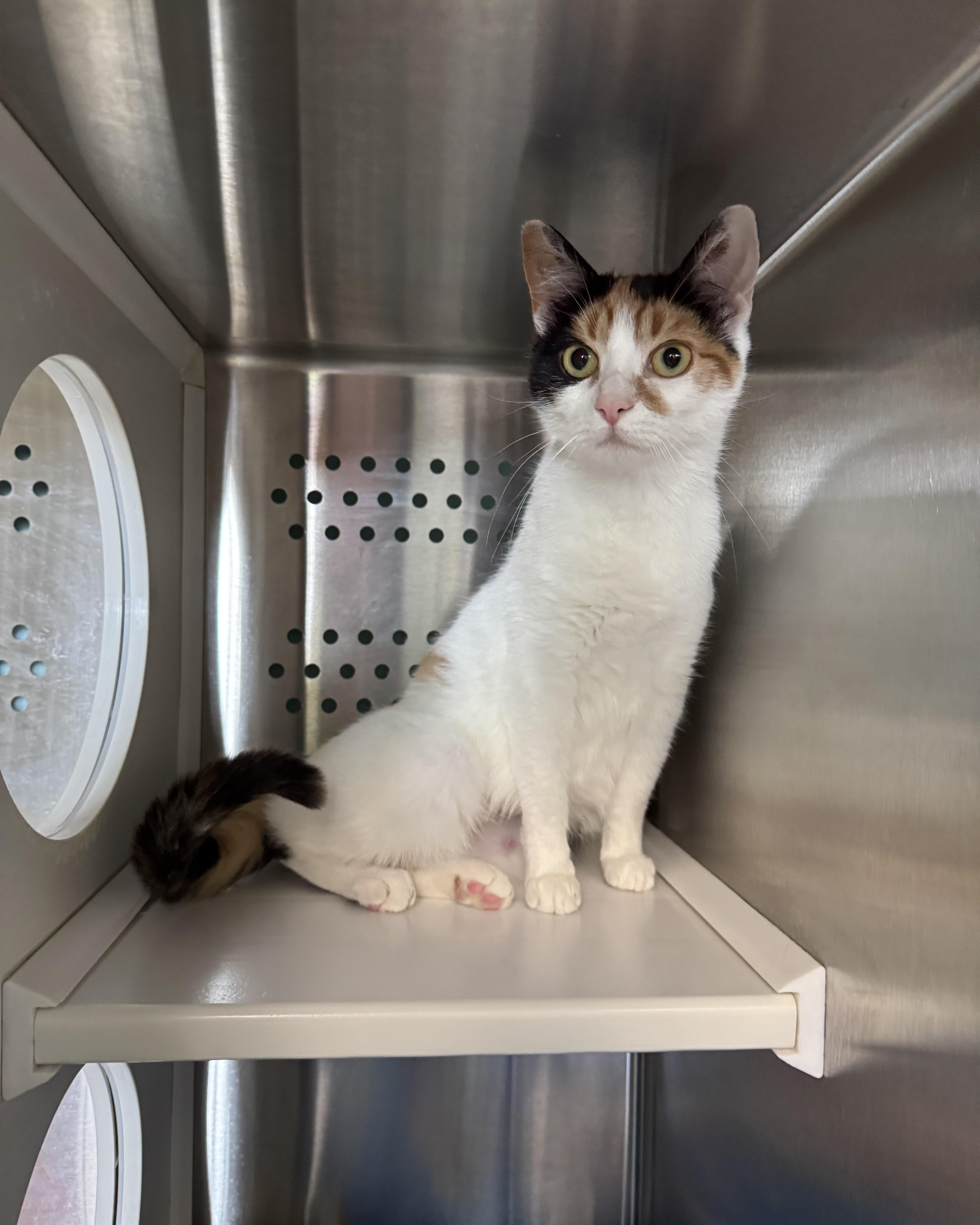 A young medium-sized female Calico Domestic Short Hair cat named Honeybun for adoption in Seneca, PA