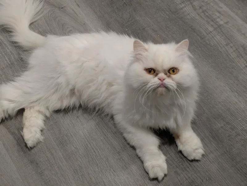A young medium-sized male White Persian cat named Quill for adoption in valparaiso, IN
