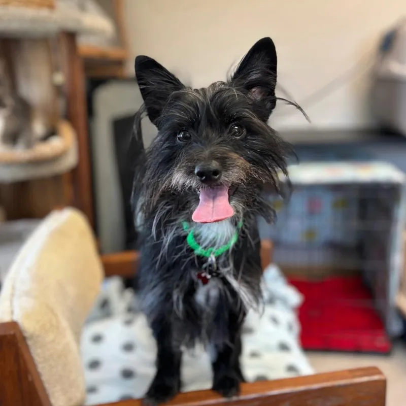An adult medium-sized male Black Terrier dog named Pablo for adoption in Fargo, ND