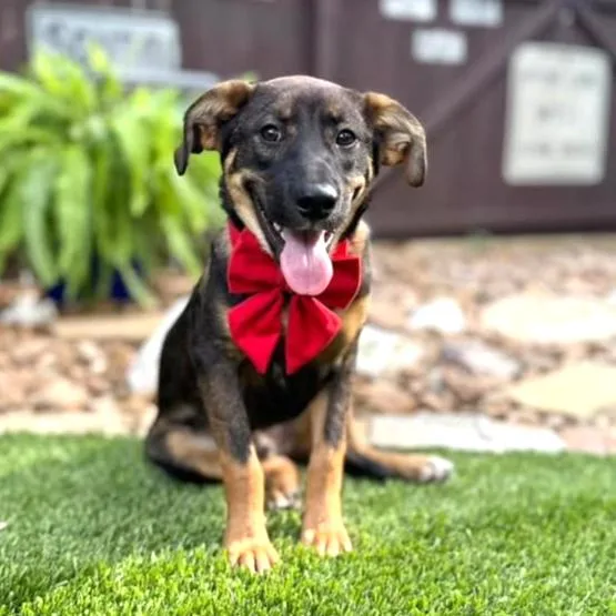 A young medium-sized male Black German Shepherd Dog dog named Bear for adoption in Southport, CT