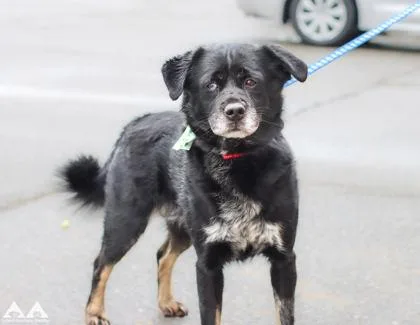 An adult large-sized male Siberian Husky dog named Akon for adoption in Lowell, MA