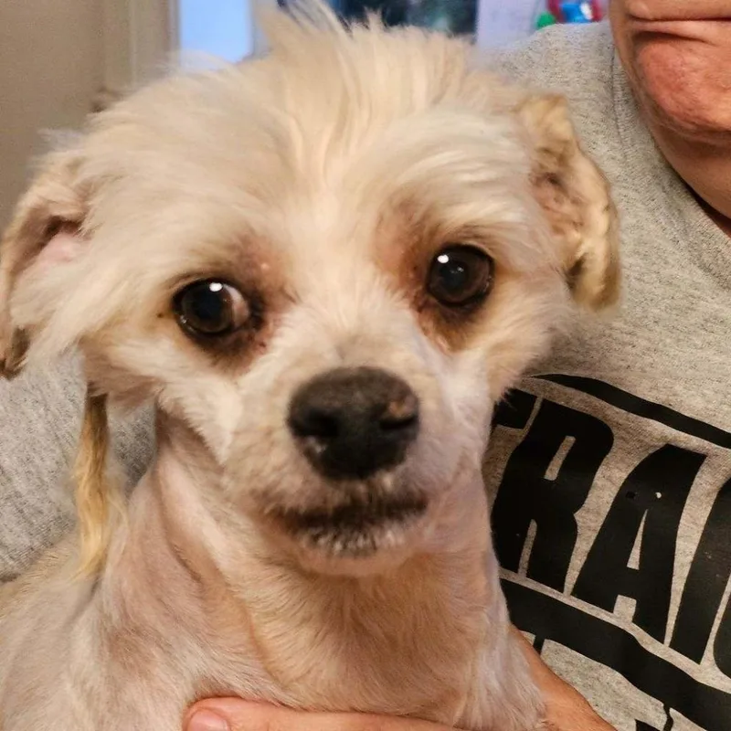 An adult small-sized female White / Cream Miniature Poodle dog named Annieflower for adoption in Sonoma, CA