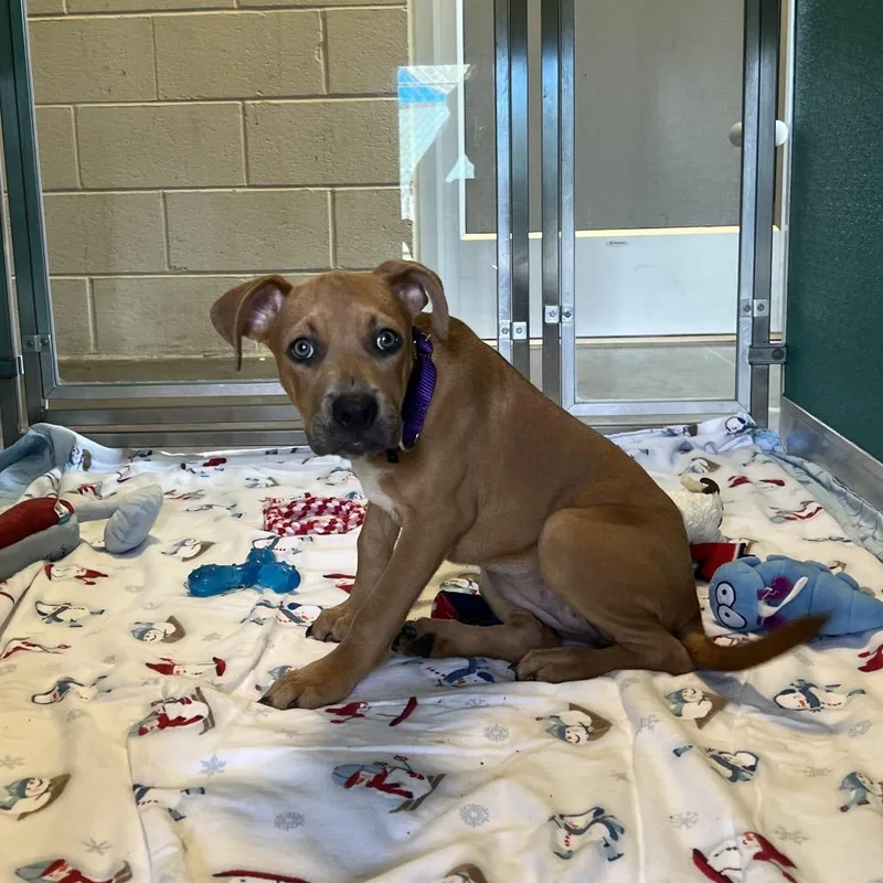 A baby small-sized female Brown / Chocolate Black Mouth Cur dog named Maddie for adoption in Newark, DE