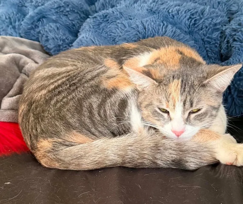 A baby medium-sized female Domestic Short Hair cat named Marble for adoption in Fond Du Lac, WI