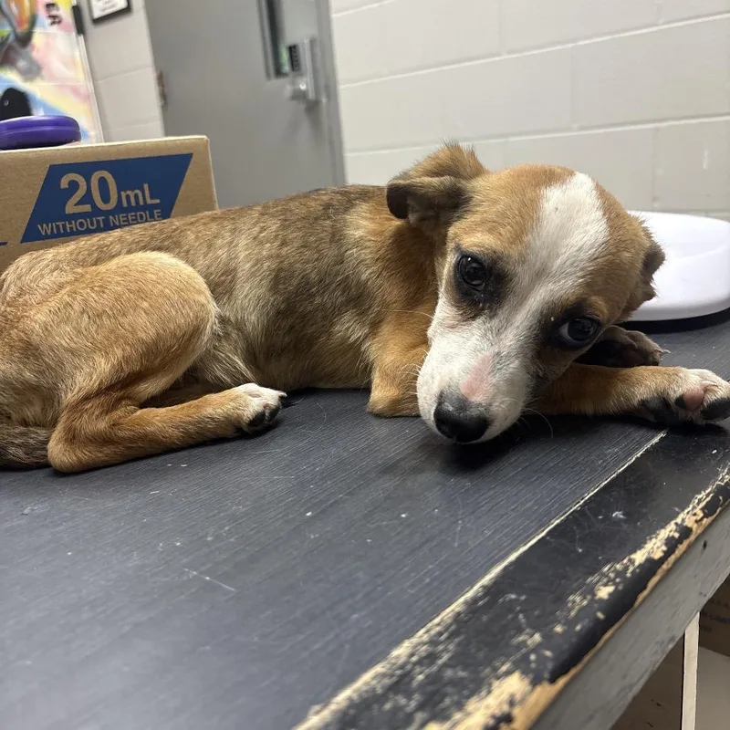 A baby small-sized female Brown / Chocolate Chihuahua dog named Denise for adoption in Lufkin, TX