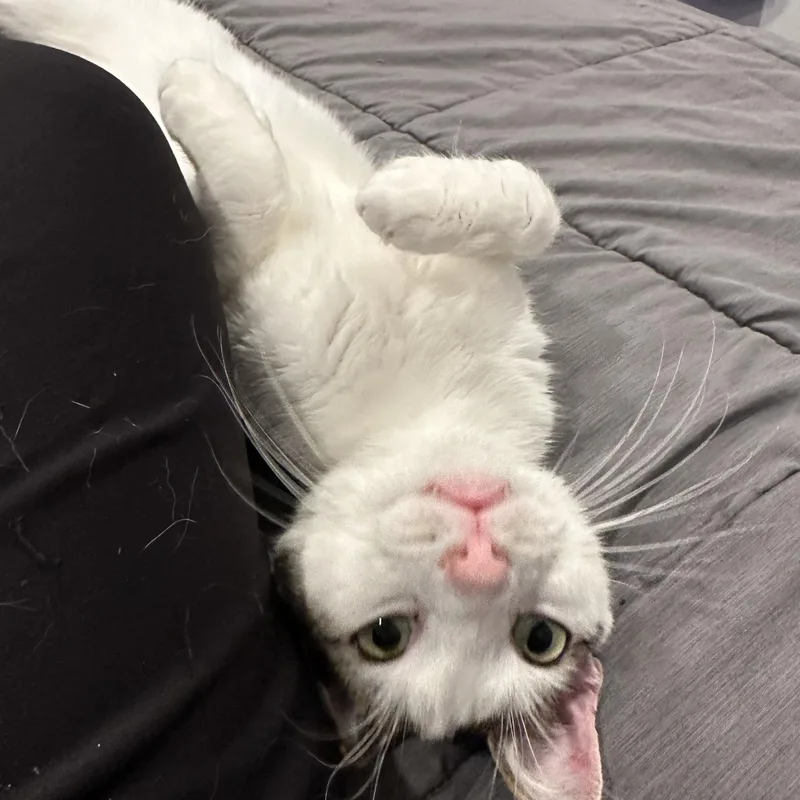 An adult medium-sized male Domestic Short Hair cat named Churro for adoption in Norwalk, CT