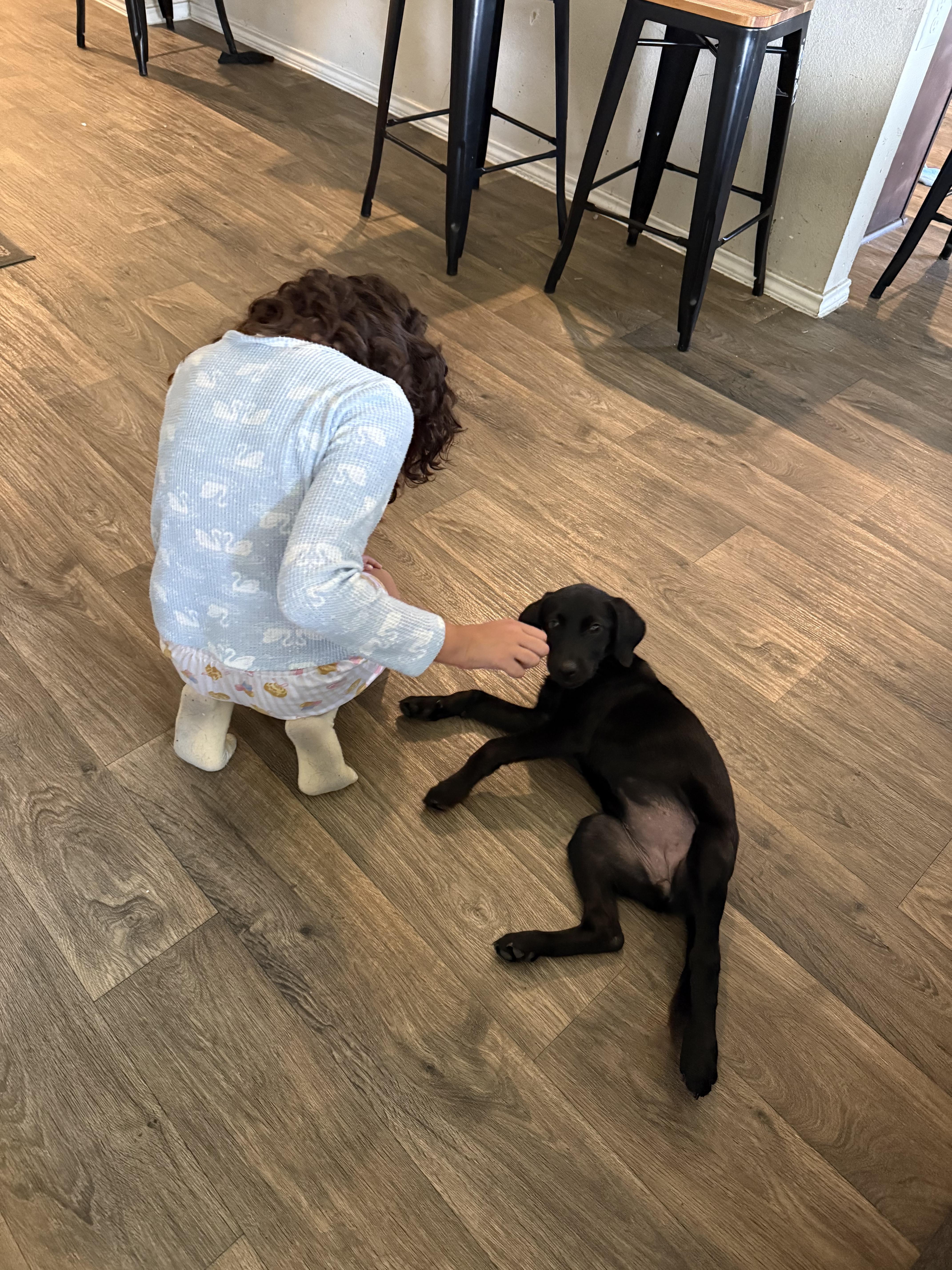 A young medium-sized female Black Labrador Retriever dog named Sage for adoption in Humble, TX