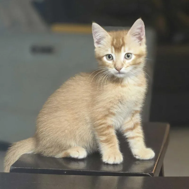 A young small-sized male Orange / Red Domestic Medium Hair cat named Roro for adoption in Carencro, LA