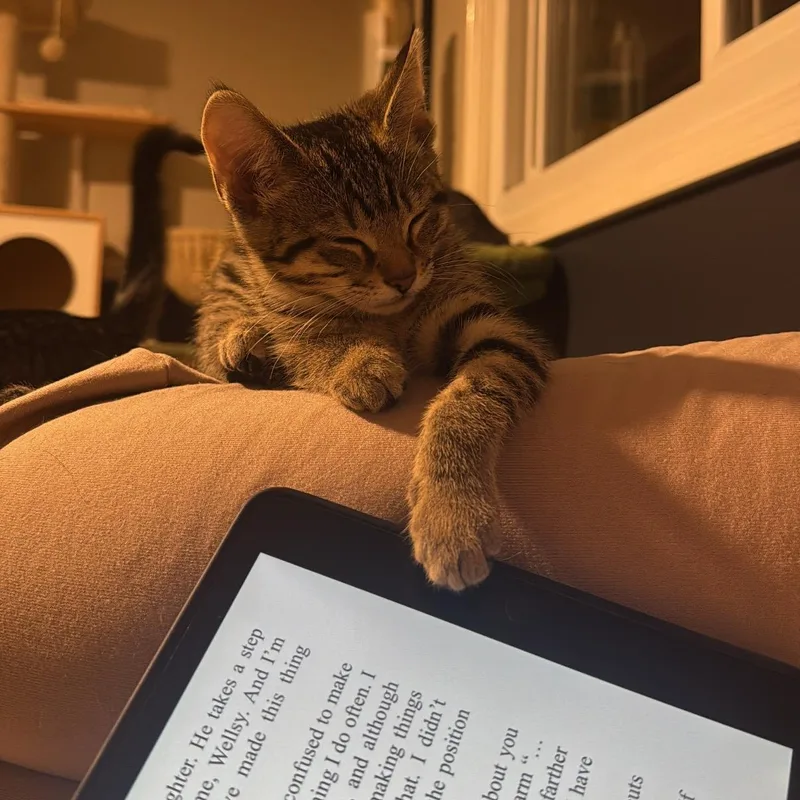 A baby medium-sized female Tabby (Brown / Chocolate) Domestic Short Hair cat named Pancake for adoption in Royal Oak, MI