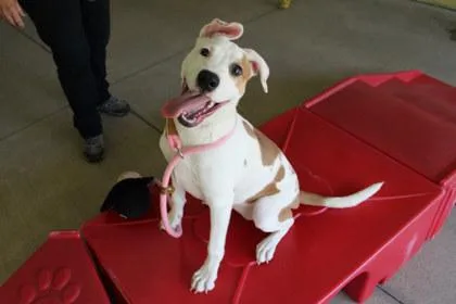 A young small-sized female Pit Bull Terrier dog named Lois for adoption in Kansas City, MO