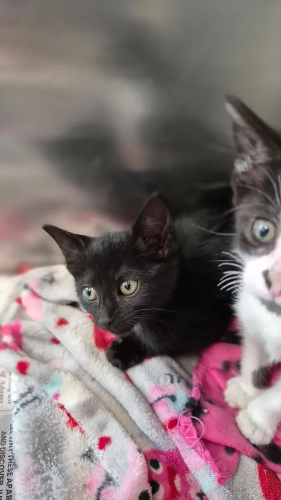 A baby medium-sized female Domestic Short Hair cat named Jade for adoption in Portland, IN