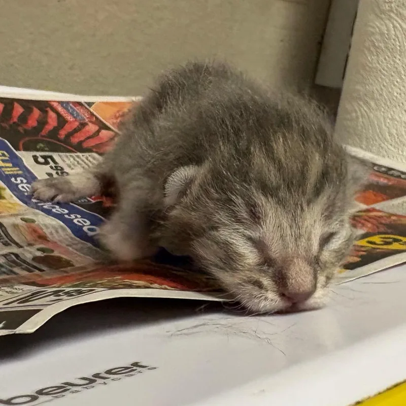 A baby small-sized male Gray / Blue / Silver Domestic Short Hair cat named Pine for adoption in Yuma, AZ