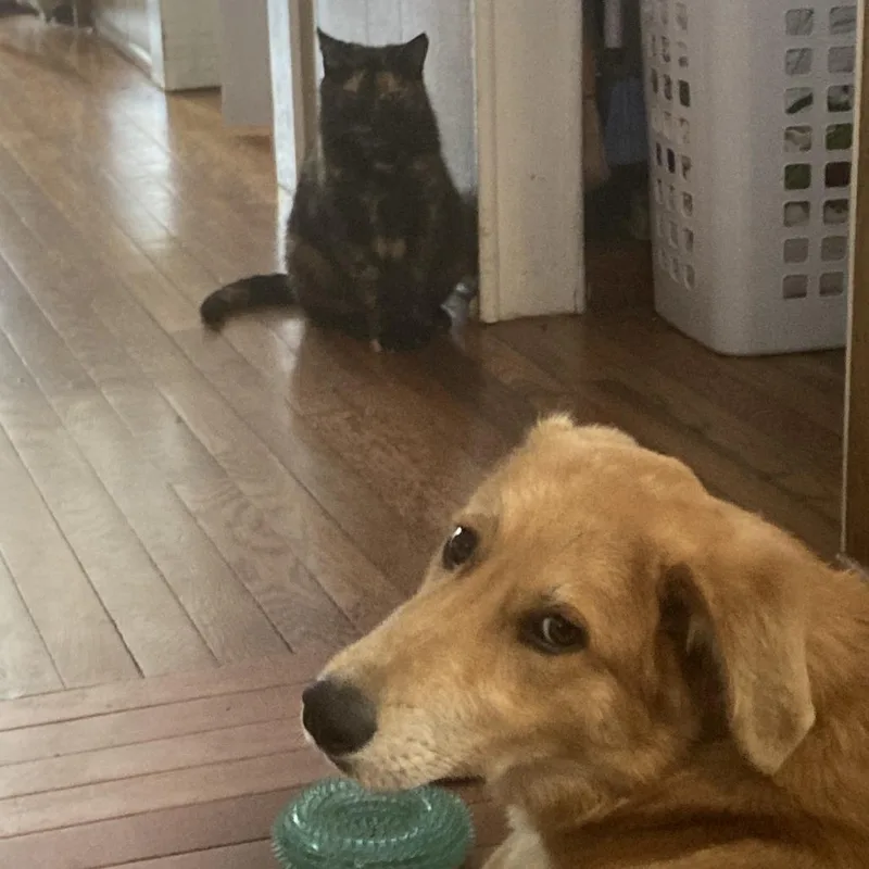 A young medium-sized female Yellow / Tan / Blond / Fawn Mixed Breed dog named Whiskey for adoption in Winston Salem, NC