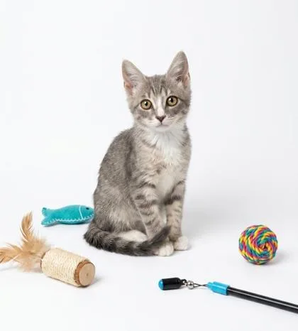 A baby small-sized male Domestic Short Hair cat named Bailey for adoption in Cumming, GA