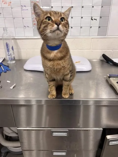 A young large-sized male Domestic Short Hair cat named Congo for adoption in Upper Marlboro, MD