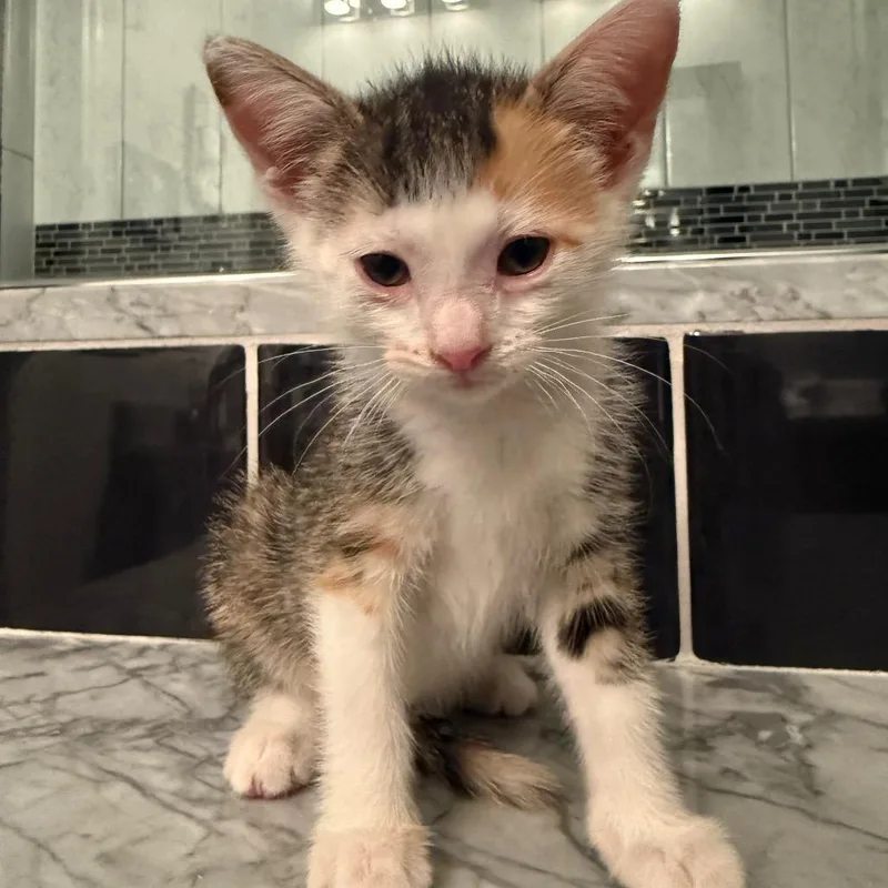 A baby small-sized female Domestic Short Hair cat named Lucille for adoption in Waukesha, WI