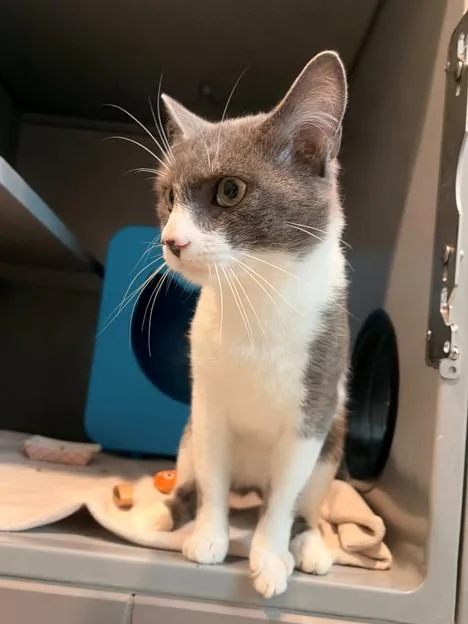 A young medium-sized male Domestic Short Hair cat named Aries for adoption in Leesburg, VA