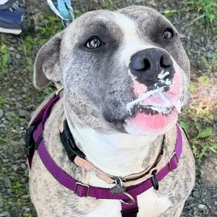 An adult large-sized female Brindle Mixed Breed dog named Tika for adoption in Marshall, VA