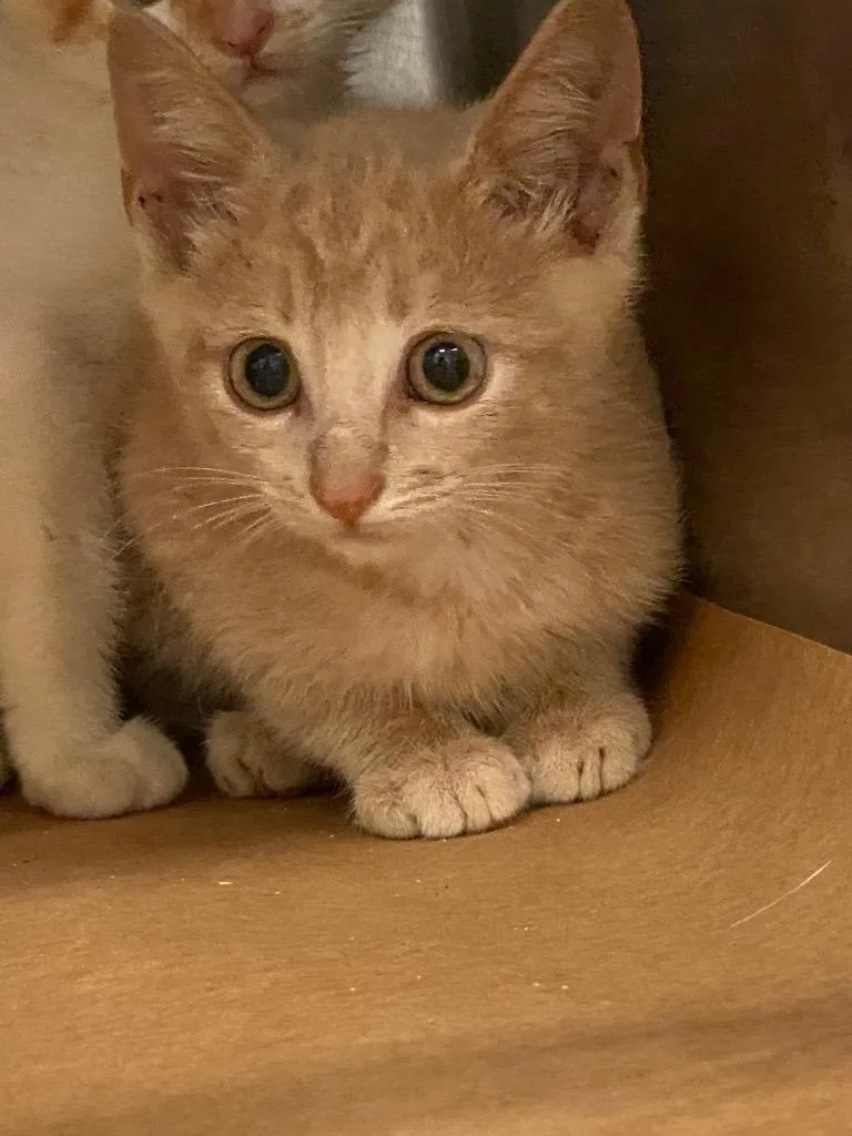 A baby large-sized male Domestic Short Hair cat named Wilma for adoption in Cartersville , GA