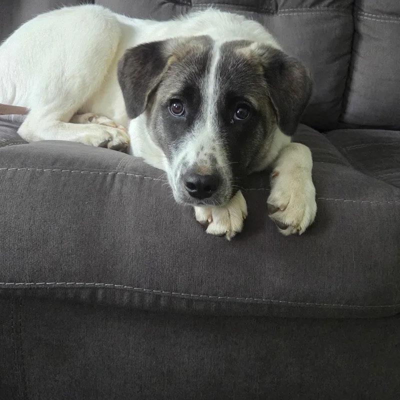 A young large-sized female Anatolian Shepherd dog named Lexi in New for adoption in Waitsfield, VT