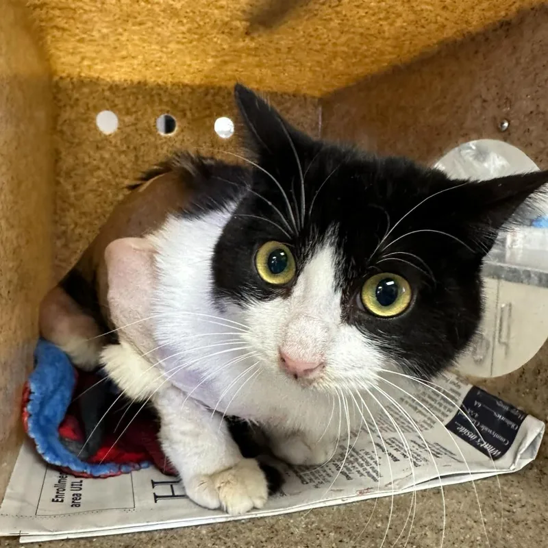 Joan Jett thumbnail 2