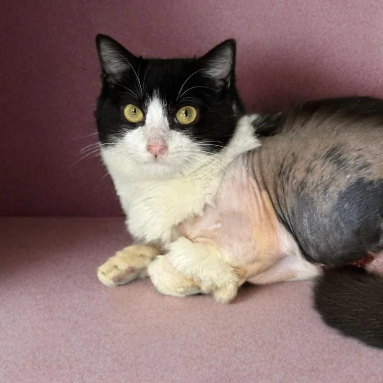 Joan Jett thumbnail 3