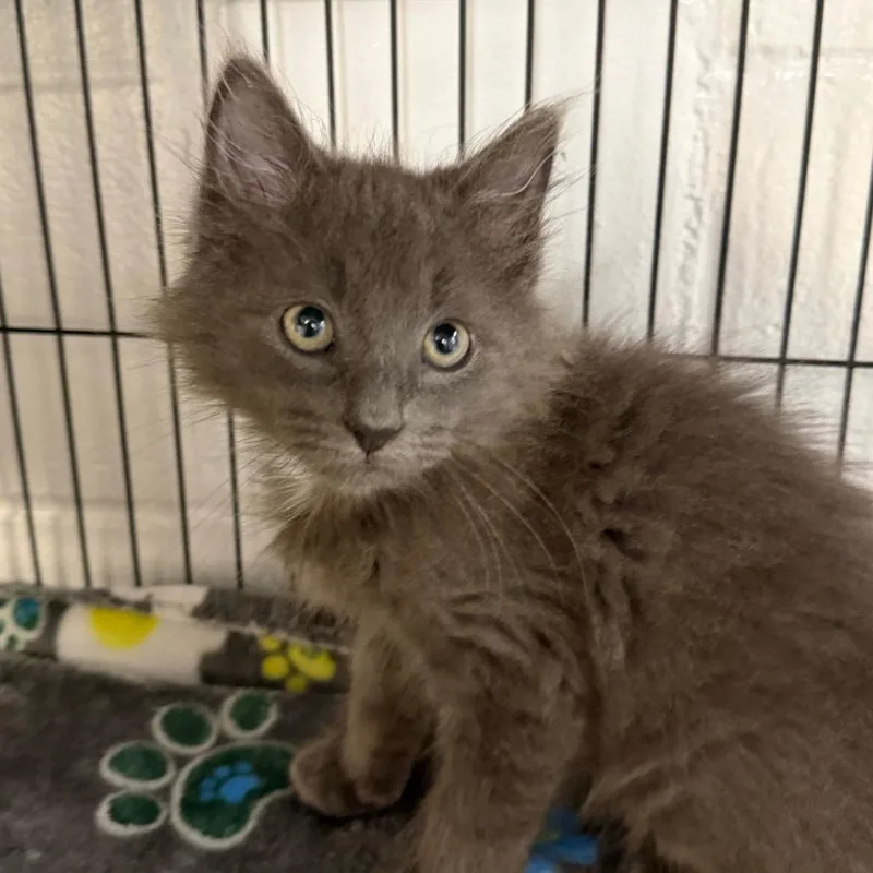 A baby small-sized male Gray / Blue / Silver Domestic Long Hair cat named Ash for adoption in Hampton Bays, NY