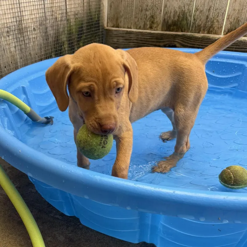 A baby medium-sized female Mixed Breed dog named Bunco for adoption in Freeport, FL