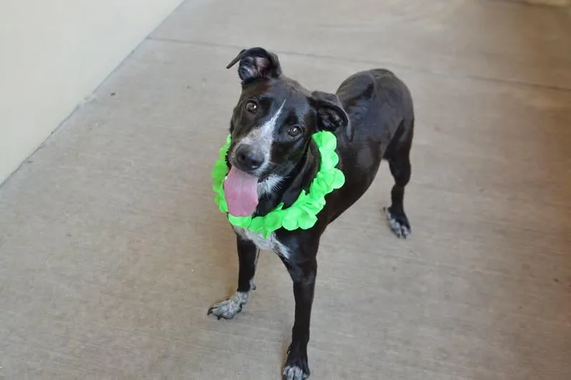 A young large-sized female Mixed Breed dog named Pitch for adoption in McKinney, TX