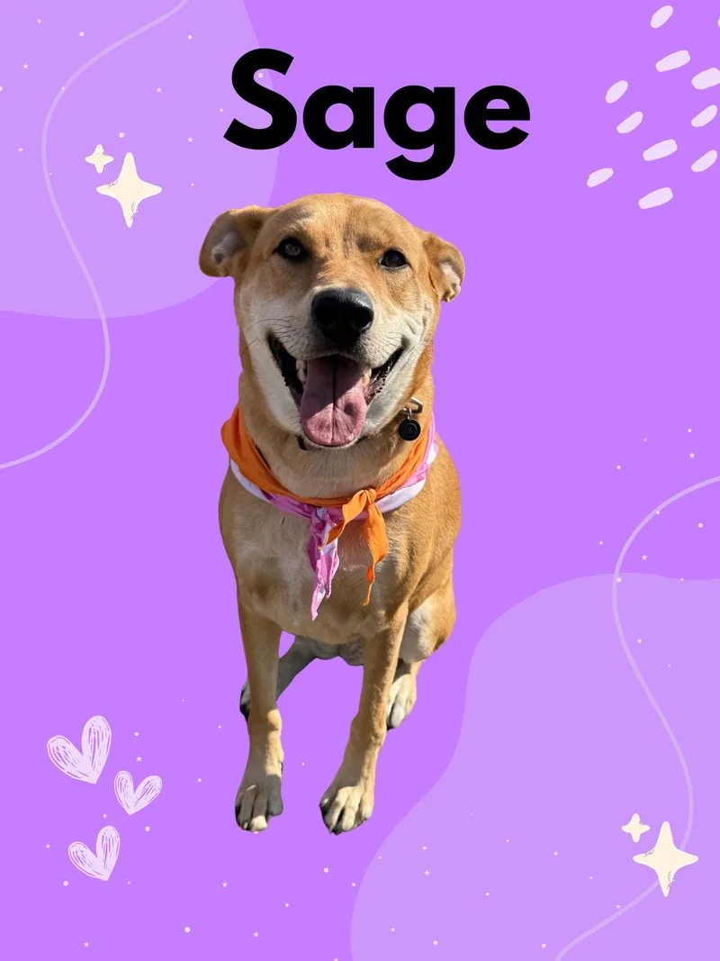 Sage