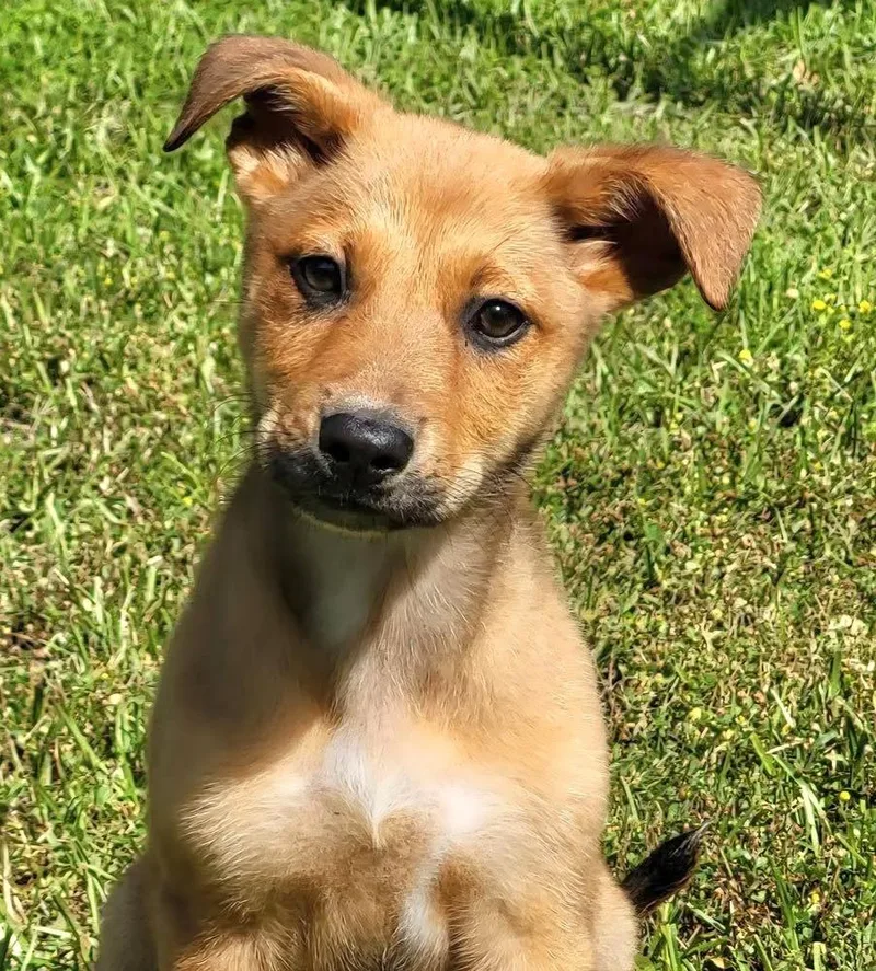 A baby large-sized female Mixed Breed dog named Michelle for adoption in Groveland, MA