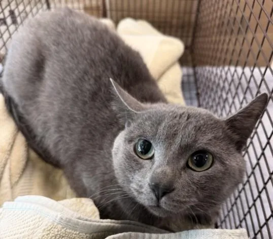 An adult medium-sized male Domestic Short Hair cat named Odin for adoption in Chatsworth, CA