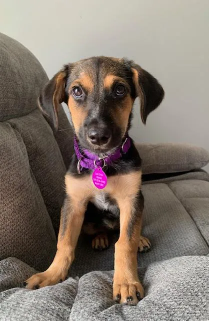 A baby small-sized female Black Mixed Breed dog named Glory for adoption in Addison, IL