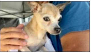 A senior small-sized female Chihuahua dog named Jasmine for adoption in Wingdale, NY