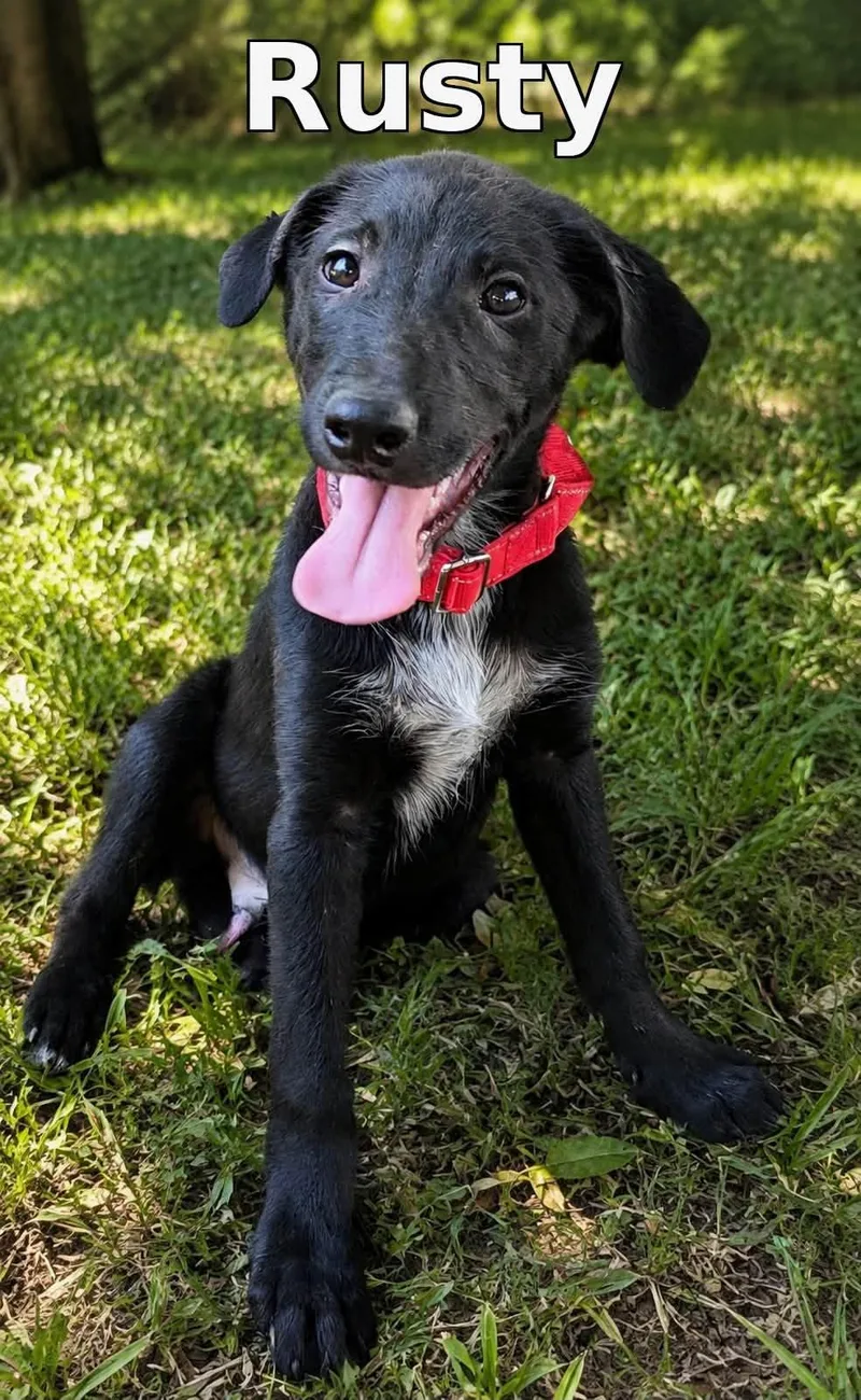 A baby large-sized male Mixed Breed dog named Rusty for adoption in Rock Hill, NY