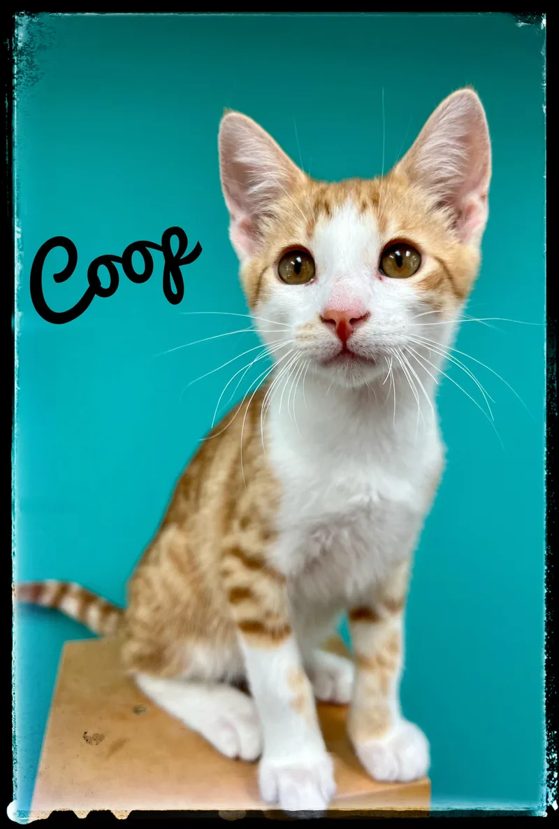 A baby small-sized male Domestic Short Hair cat named Coop for adoption in El Cajon, CA