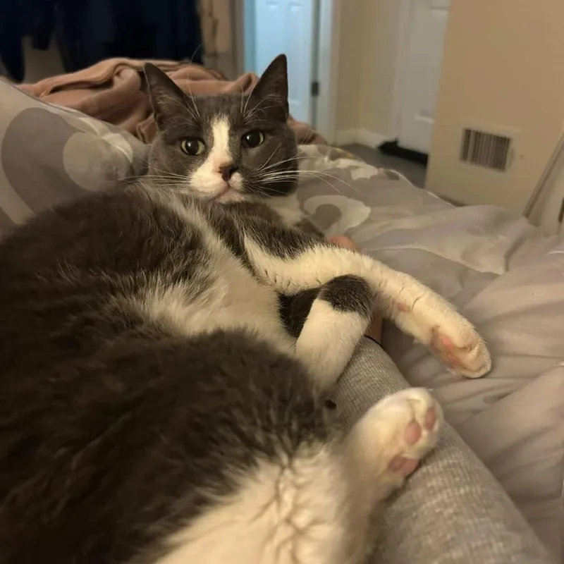 A senior medium-sized male Gray / Blue / Silver Domestic Short Hair cat named Sam for adoption in Weimar, CA