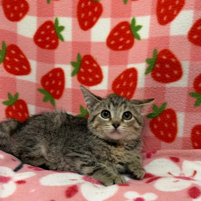 A baby small-sized female Torbie Domestic Short Hair cat named Catwoman for adoption in Deerfield, IL
