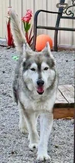 An adult large-sized male Siberian Husky dog named Lazarus for adoption in Sumter, SC
