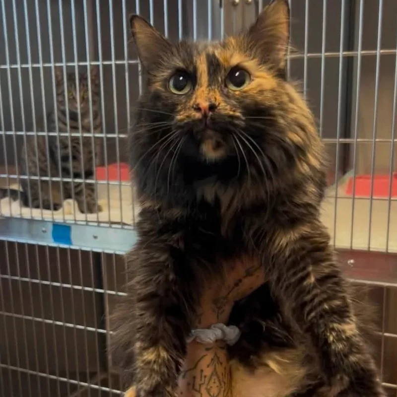 A young medium-sized female Tortoiseshell Domestic Long Hair cat named Brandy for adoption in Indianapolis, IN
